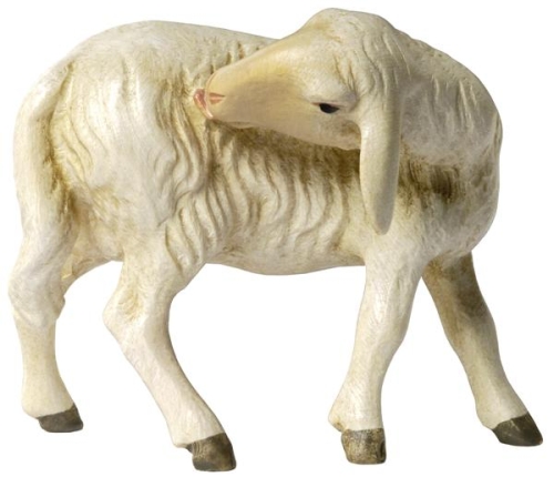 Schaf leckend